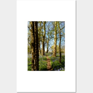 Bluebell Wood Posters and Art